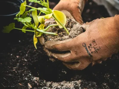 Cura giardino e terrazzo